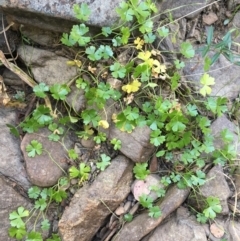 Hydrocotyle tripartita (Pennywort) at Carwoola, NSW - 6 Mar 2021 by JaneR