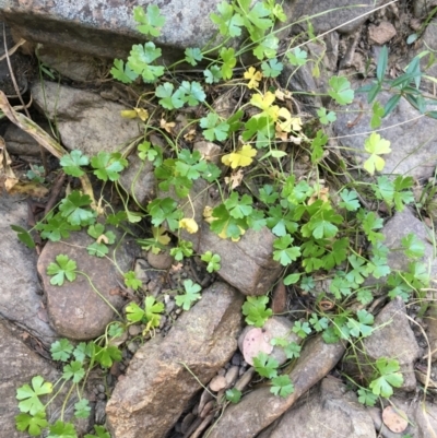 Hydrocotyle tripartita (Pennywort) at Cuumbeun Nature Reserve - 6 Mar 2021 by JaneR