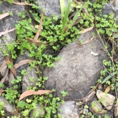 Hydrocotyle tripartita at Carwoola, NSW - 6 Mar 2021 05:10 PM