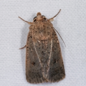 Proteuxoa (genus) at Melba, ACT - 2 Mar 2021