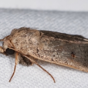 Proteuxoa (genus) at Melba, ACT - 2 Mar 2021