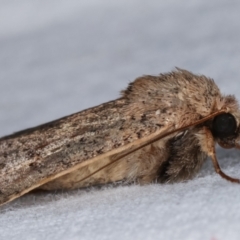 Proteuxoa (genus) at Melba, ACT - 2 Mar 2021