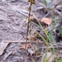 Corunastylis clivicola (Rufous midge orchid) at Aranda Bushland - 2 Mar 2021 by drakes