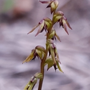 Corunastylis clivicola at Holt, ACT - suppressed