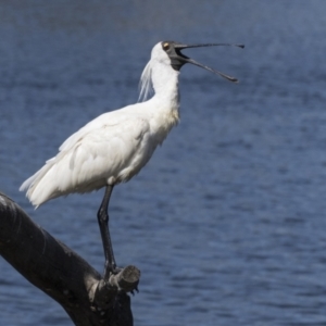 Platalea regia at Gungahlin, ACT - 4 Mar 2021