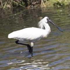 Platalea regia at Gungahlin, ACT - 4 Mar 2021 11:44 AM