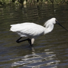 Platalea regia at Gungahlin, ACT - 4 Mar 2021