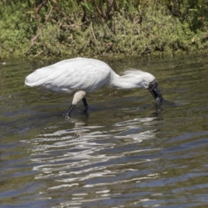 Platalea regia at Gungahlin, ACT - 4 Mar 2021