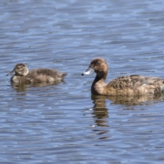 Aythya australis (Hardhead) at Gungahlin, ACT - 3 Mar 2021 by AlisonMilton