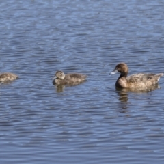 Aythya australis at Gungahlin, ACT - 4 Mar 2021 10:58 AM