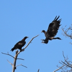 Aquila audax (Wedge-tailed Eagle) at Isabella Plains, ACT - 6 Mar 2021 by RodDeb