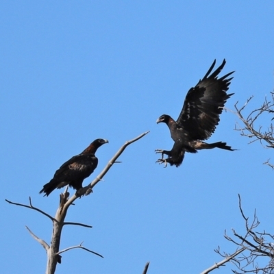 Aquila audax (Wedge-tailed Eagle) at Tuggeranong Homestead A.C.T. - 6 Mar 2021 by RodDeb