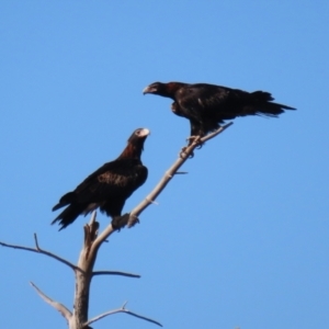 Aquila audax at Isabella Plains, ACT - 6 Mar 2021