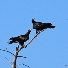 Aquila audax at Isabella Plains, ACT - 6 Mar 2021