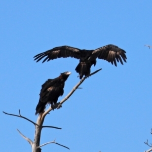 Aquila audax at Isabella Plains, ACT - 6 Mar 2021 05:32 PM