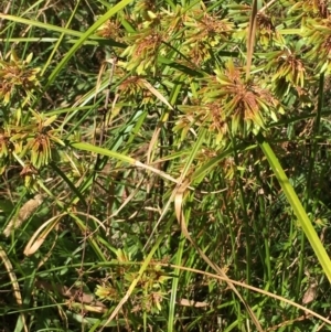 Cyperus eragrostis at Carwoola, NSW - 6 Mar 2021 04:35 PM