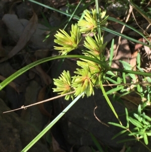 Cyperus eragrostis at Carwoola, NSW - 6 Mar 2021