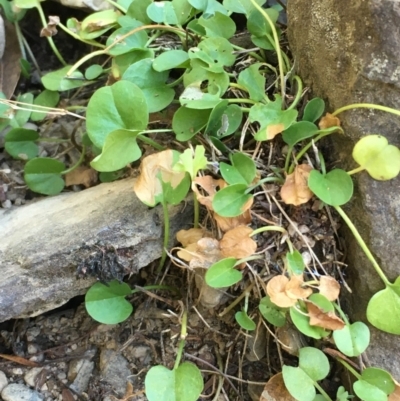 Dichondra repens (Kidney Weed) at Cuumbeun Nature Reserve - 6 Mar 2021 by JaneR