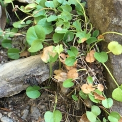 Dichondra repens (Kidney Weed) at Carwoola, NSW - 6 Mar 2021 by JaneR