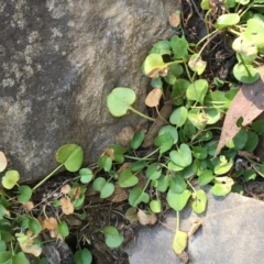 Dichondra repens at Carwoola, NSW - 6 Mar 2021