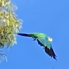 Polytelis swainsonii (Superb Parrot) at Wanniassa, ACT - 7 Mar 2021 by jks