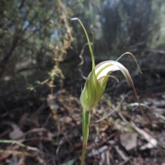 Diplodium ampliatum (Large autumn greenhood) at Molonglo Gorge - 6 Mar 2021 by krea