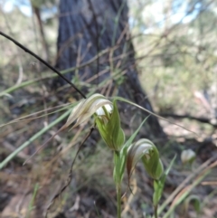 Diplodium ampliatum at The Ridgeway, NSW - 6 Mar 2021