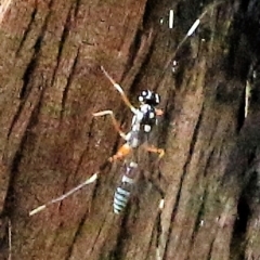 Stenarella victoriae (An ichneumon parasitic wasp) at Wodonga - 7 Mar 2021 by KylieWaldon