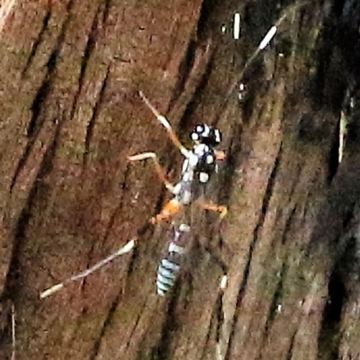 Stenarella victoriae (An ichneumon parasitic wasp) at Wodonga - 6 Mar 2021 by Kyliegw