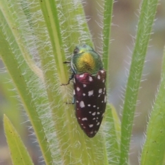 Diphucrania leucosticta (White-flecked acacia jewel beetle) at Greenway, ACT - 31 Jan 2021 by michaelb