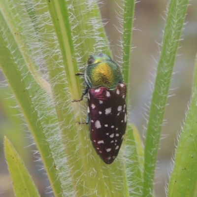 Diphucrania leucosticta (White-flecked acacia jewel beetle) at Greenway, ACT - 31 Jan 2021 by michaelb