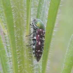 Diphucrania leucosticta at Greenway, ACT - 31 Jan 2021