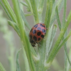 Harmonia conformis (Common Spotted Ladybird) at Greenway, ACT - 31 Jan 2021 by michaelb