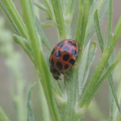 Harmonia conformis (Common Spotted Ladybird) at Pine Island to Point Hut - 31 Jan 2021 by michaelb