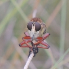 Colepia ingloria (A robber fly) at Greenway, ACT - 31 Jan 2021 by michaelb