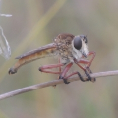 Colepia ingloria at Greenway, ACT - 31 Jan 2021