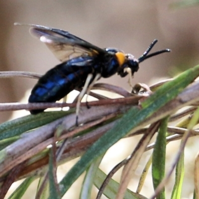 Scolia (Discolia) verticalis (Yellow-headed hairy flower wasp) at Wodonga - 6 Mar 2021 by Kyliegw