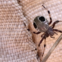 Araneus sp. (genus) (Orb weaver) at Aranda Bushland - 7 Mar 2021 by KMcCue