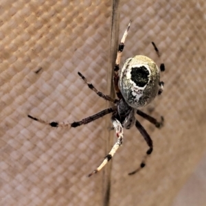 Araneus sp. (genus) at Holt, ACT - 7 Mar 2021