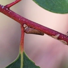 Katipo sp. (genus) at Wodonga - 7 Mar 2021 by KylieWaldon