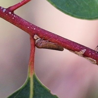 Eurymelinae (subfamily) (Unidentified eurymeline leafhopper) at Wodonga - 7 Mar 2021 by KylieWaldon