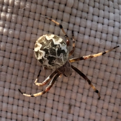 Backobourkia (genus) (An orb weaver) at Holt, ACT - 7 Mar 2021 by KMcCue