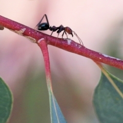 Iridomyrmex purpureus (Meat Ant) at Wodonga - 6 Mar 2021 by Kyliegw