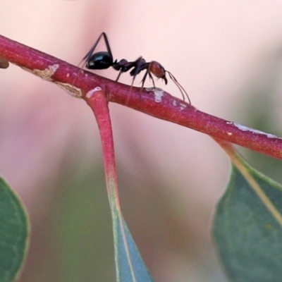 Iridomyrmex purpureus (Meat Ant) at Wodonga, VIC - 7 Mar 2021 by KylieWaldon