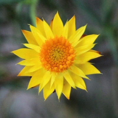 Xerochrysum viscosum (Sticky Everlasting) at Jack Perry Reserve - 6 Mar 2021 by Kyliegw