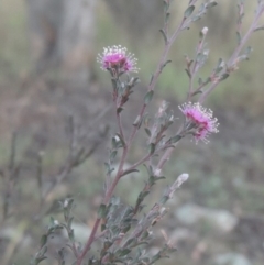 Kunzea parvifolia (Violet Kunzea) at Greenway, ACT - 31 Jan 2021 by michaelb