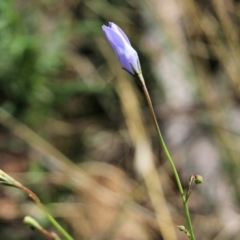 Wahlenbergia sp. (Bluebell) at Wodonga, VIC - 6 Mar 2021 by Kyliegw