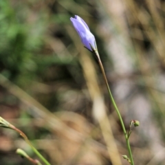 Wahlenbergia sp. (Bluebell) at Wodonga - 7 Mar 2021 by Kyliegw