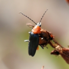 Chauliognathus tricolor (Tricolor soldier beetle) at Jack Perry Reserve - 6 Mar 2021 by Kyliegw