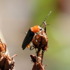 Chauliognathus tricolor at Wodonga - 7 Mar 2021